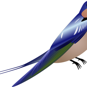 Swallow PNG