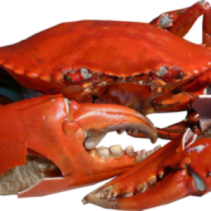 Crab PNG