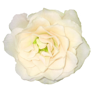 White rose PNG image, flower white rose PNG picture