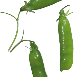 Pea PNG