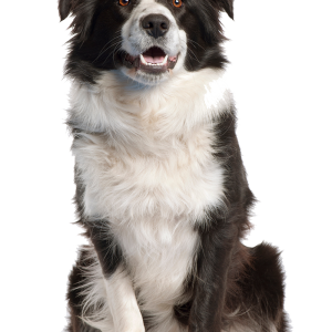 Dog PNG