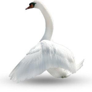 Swan PNG