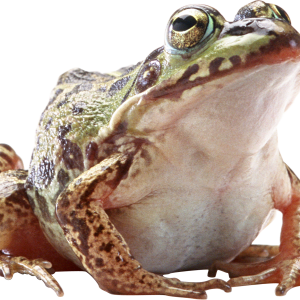 Frog PNG