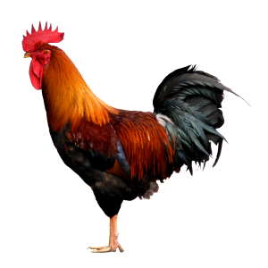 Cock PNG