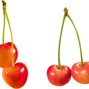 cherry PNG image