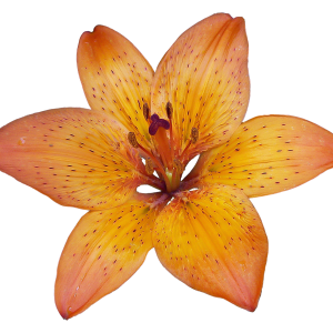 Lilium PNG