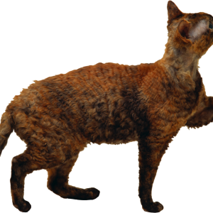 Cat PNG
