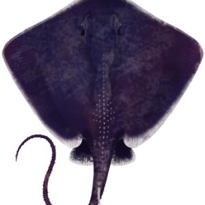 Stingray PNG