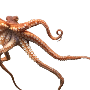 Octopus PNG