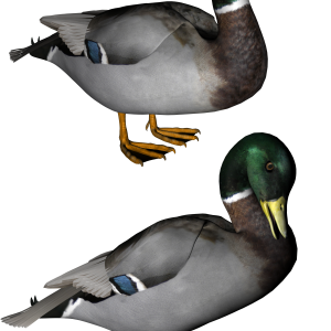 Duck PNG image