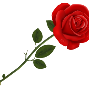 Rose PNG