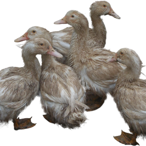 Ducks PNG image