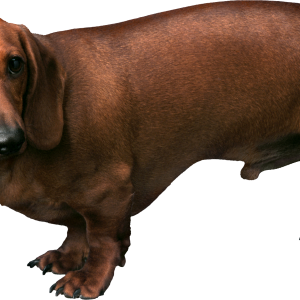 Dog PNG