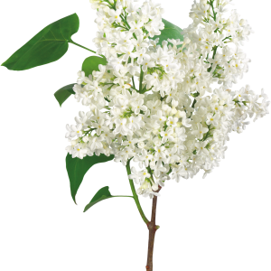 Lilac PNG