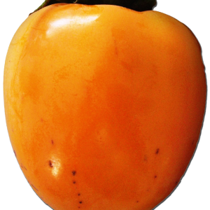 Persimmon PNG