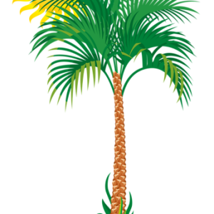 Beach PNG