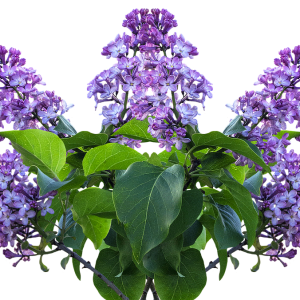 Lilac PNG