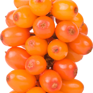 Sea buckthorn PNG