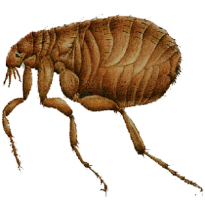 Flea PNG