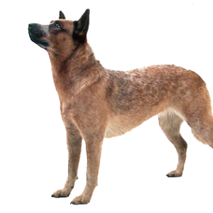 dog png image, picture, download, dogs
