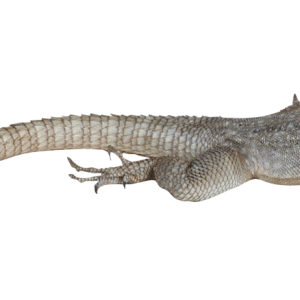 Gecko PNG