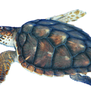 Turtle PNG