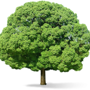 tree png image