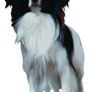 Dog PNG