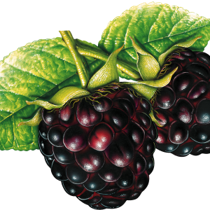 Blackberry PNG
