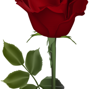 Rose PNG