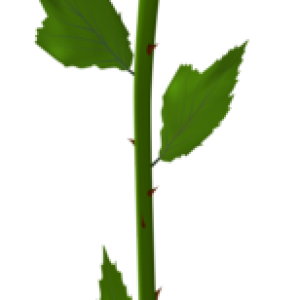 Rose PNG