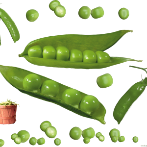 Pea PNG