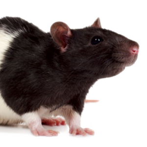 mouse, rat PNG image