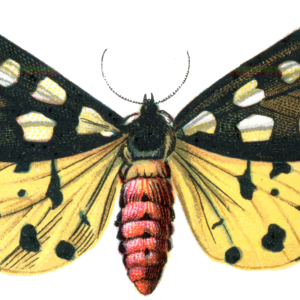 Moth PNG