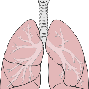 Lungs PNG