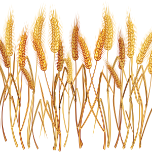 Wheat PNG