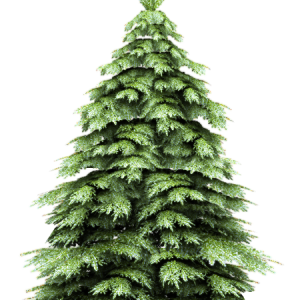 Fir-tree PNG image