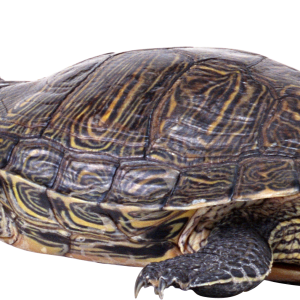 Turtle PNG