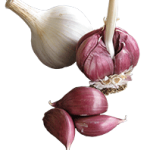 Garlic PNG