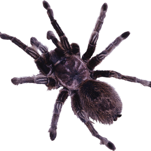 Spider PNG image