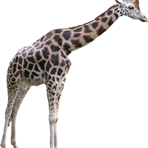 Giraffe PNG