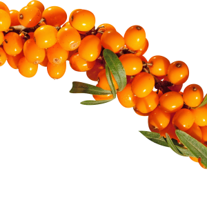 Sea buckthorn PNG