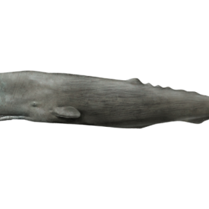 Sperm whale PNG