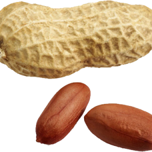 Peanut PNG