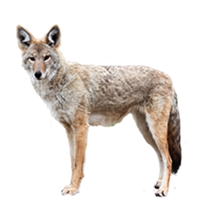 Jackal, coyote PNG