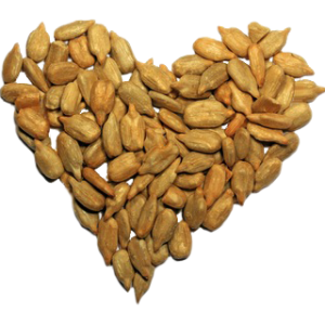Sunflower seeds PNG