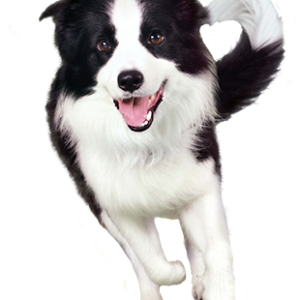 Dog PNG