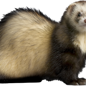 Ferret PNG