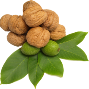 Walnut PNG