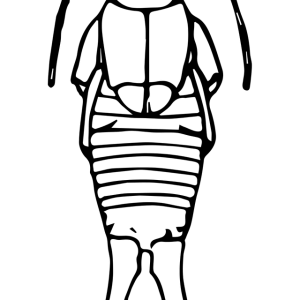 Earwig PNG